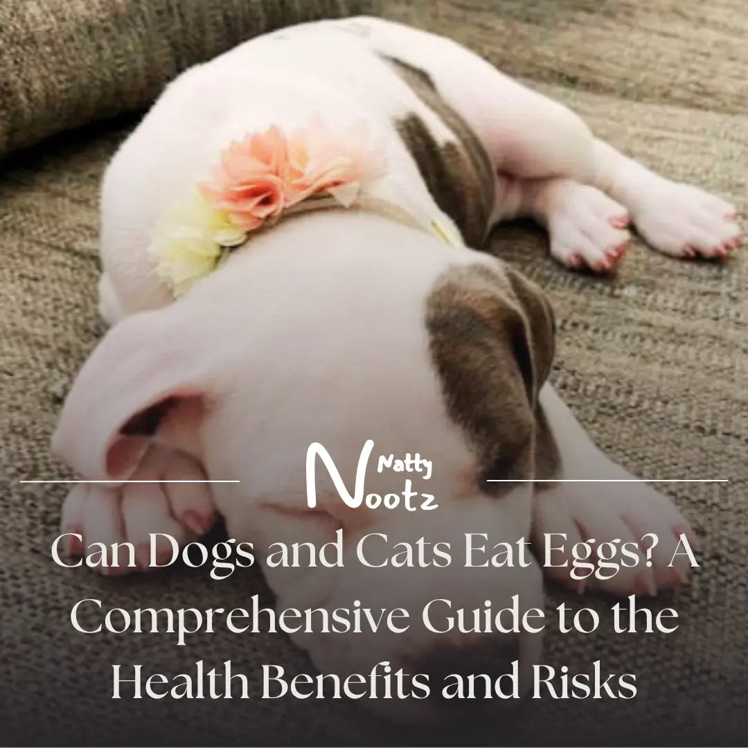 Can Dogs and Cats Eat Eggs? A Comprehensive Guide to the Health Benefits and Risks