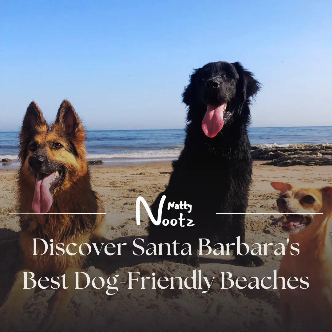 Discover Santa Barbara's Best Dog-Friendly Beaches