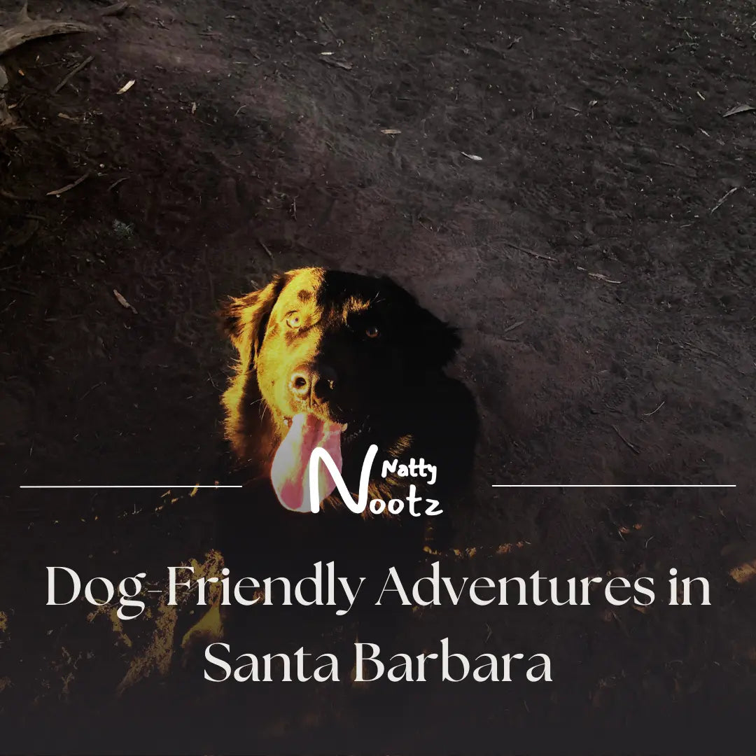 Unleash the Fun: Dog-Friendly Adventures in Santa Barbara